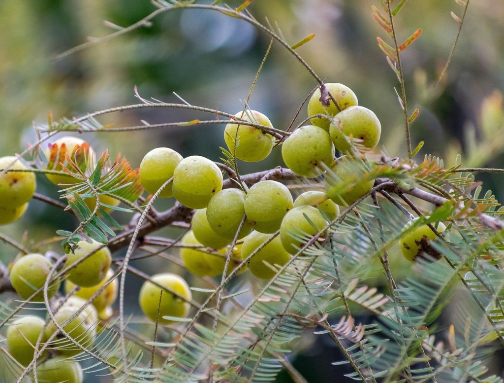 tree, gooseberry, berry, indian goose berries, amla, amalika, healthy, phyllanthaceae, fresh, nature, food