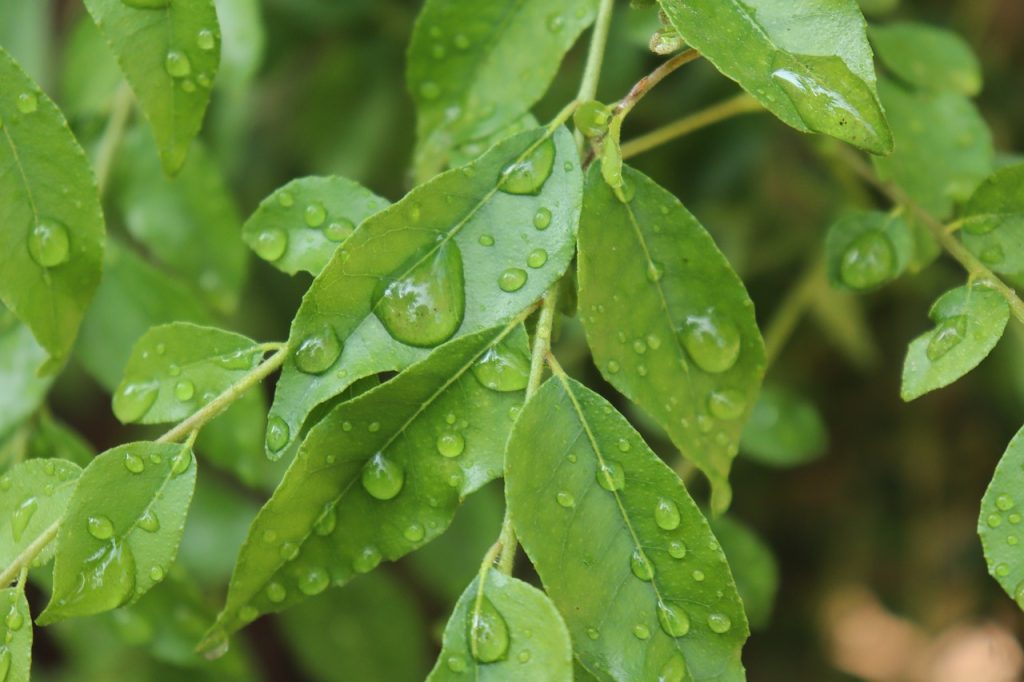 curry leaf, kerala, small tree, green leaf, curry leaf, curry leaf, curry leaf, curry leaf, curry leaf